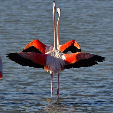 Near Sea Nortico 5 Spain Торевьиа