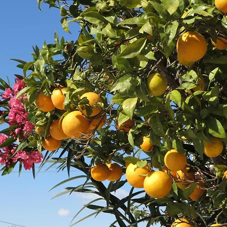 Near Sea Nortico 5 Spain Apartman Torrevieja