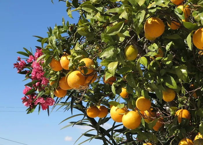 Near Sea Nortico 5 Spain Apartamento Torrevieja